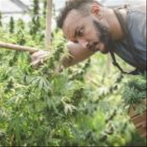 Aurora Cannabis Skyrockets After Earnings: Should You Buy Into the Rally?