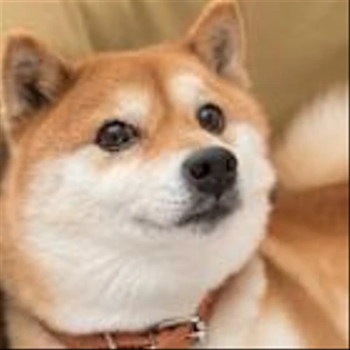 Is Dogecoin a Buy Right Now for Just $0.17? Here Is What History Suggests.