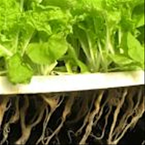 Is iPower Inc. (IPW) the Worst Vertical Farming and Hydroponic Stock to Buy?