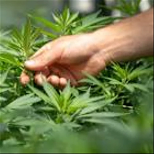 Is Chicago Atlantic Real Estate Finance, Inc. (REFI) the Best Cannabis Stock to Buy According to Billionaires?
