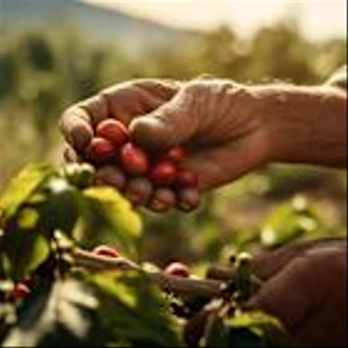 Why Coffee Holding Co., Inc. (JVA) Soared Last Week