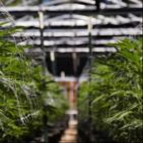 3 Cannabis Stocks You’ll Regret Not Buying Soon: December Edition