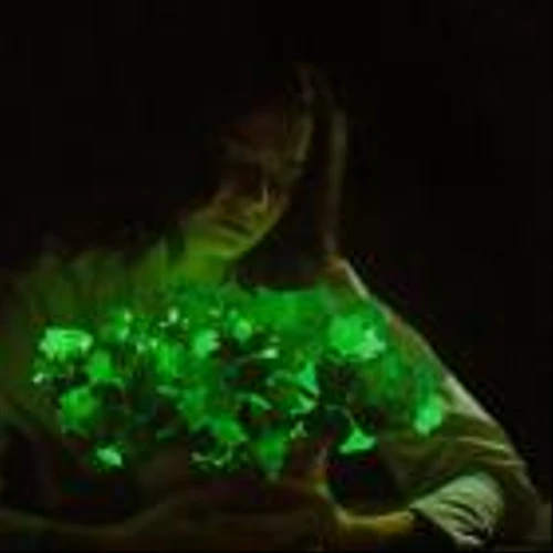 Bioluminescent Plants Are Now Even Brighter: Light Bio to Begin Selling Firefly Petunias to Consumers with USDA Approval