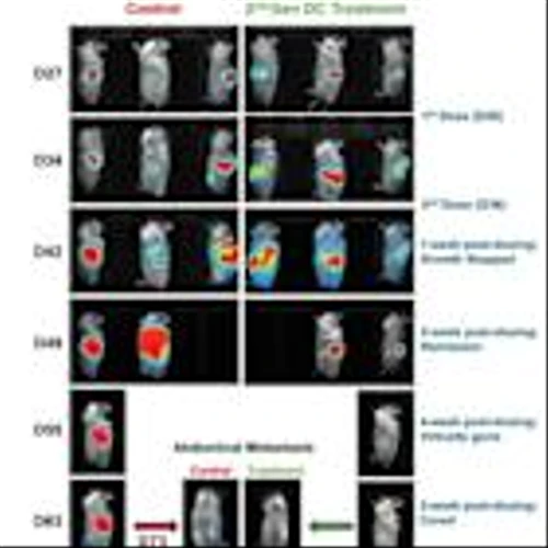 Lunai Bioworks achieves complete regression of both primary and metastatic pancreatic tumors in preclinical humanized models, marking a breakthrough in allogeneic cancer immunotherapy