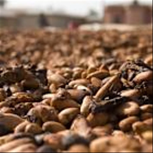 Cocoa Prices Sink as Ivory Coast Cocoa Crop Prospects Improve