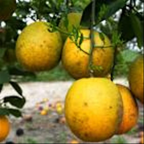 Major Florida grower plans to build new community after ending citrus operations
