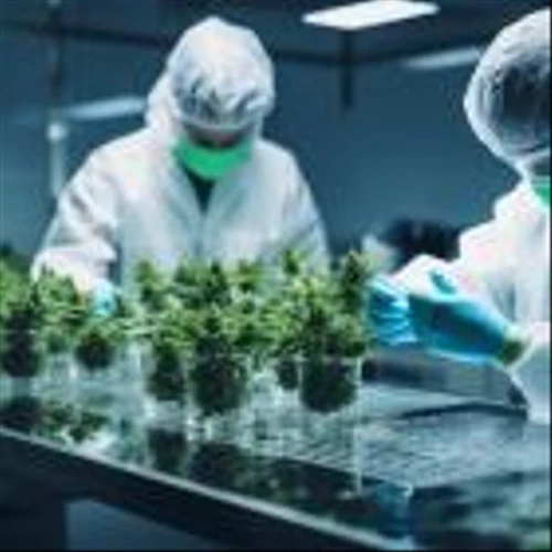 Is Tilray Brands, Inc. (TLRY) the Best Alcohol Stock to Buy According to Billionaires?