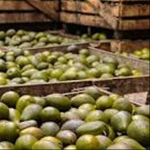 Seed Oils Are Facing a Backlash. How Fresh Del Monte Has Responded.