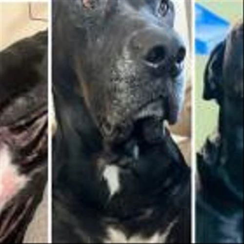 Meet the Faces of Zen: Elanco's Zenrelia(TM) (ilunocitinib tablets) Helps Allergic Dogs Get Back to Normal