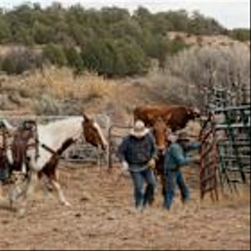 US cattle producers have started rebuilding herds, or will soon, Tyson Foods CEO says