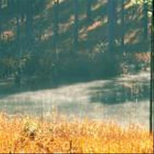 International Paper: One Million Acres of Forestland Conserved