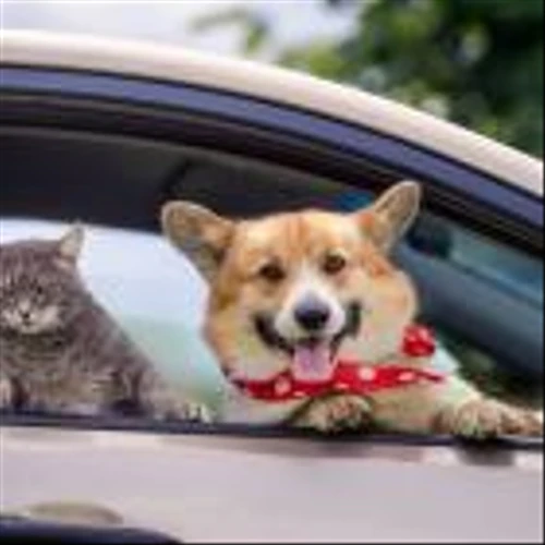 Why Is Pet Health Company IDEXX Laboratories Stock Trading Higher On Monday?