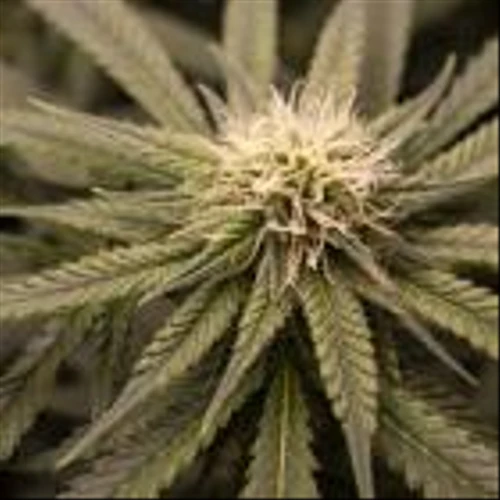 Cannabis stocks jump on Canada, Germany moves