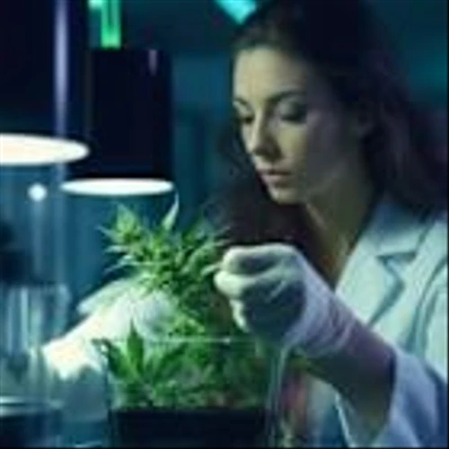 Canopy Growth Corporation (CGC) Sees Target Trimmed to C$1.80 on Sector Headwinds