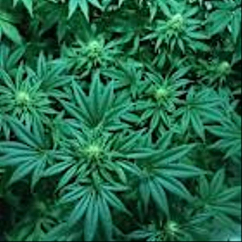 Is Village Farms International, Inc. (VFF) the Best Cannabis Stock to Buy According to Billionaires?
