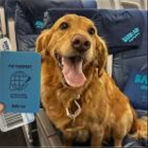 BARK Air Introduces Select Flights on Larger Planes with Lower Fares, Uniting More Dogs and Their People in the Skies