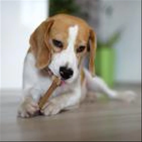 Why Petco Health and Wellness Stock Soared 43% Higher Last Month